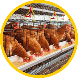 Alimento ABA aves Agroram