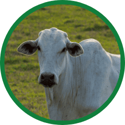 Alimento ABA bovinos Agroram