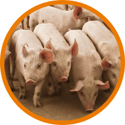 Alimento ABA porcinos Agroram