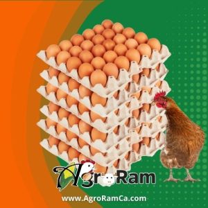 Huevo de Gallina Extra Fresco (Tipo A)